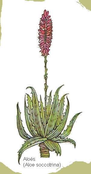 desssin de l'aloes en couleur