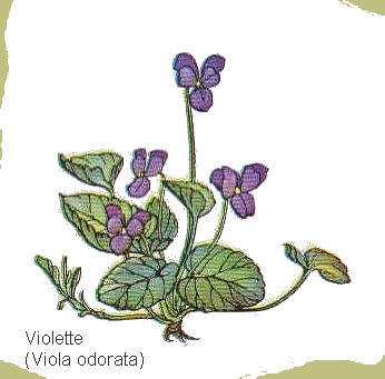 dessin de violette en couleur