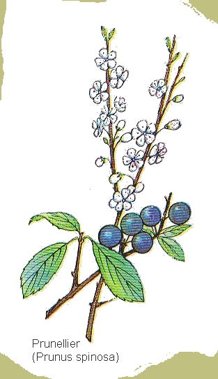dessin de prunellier en couleur
